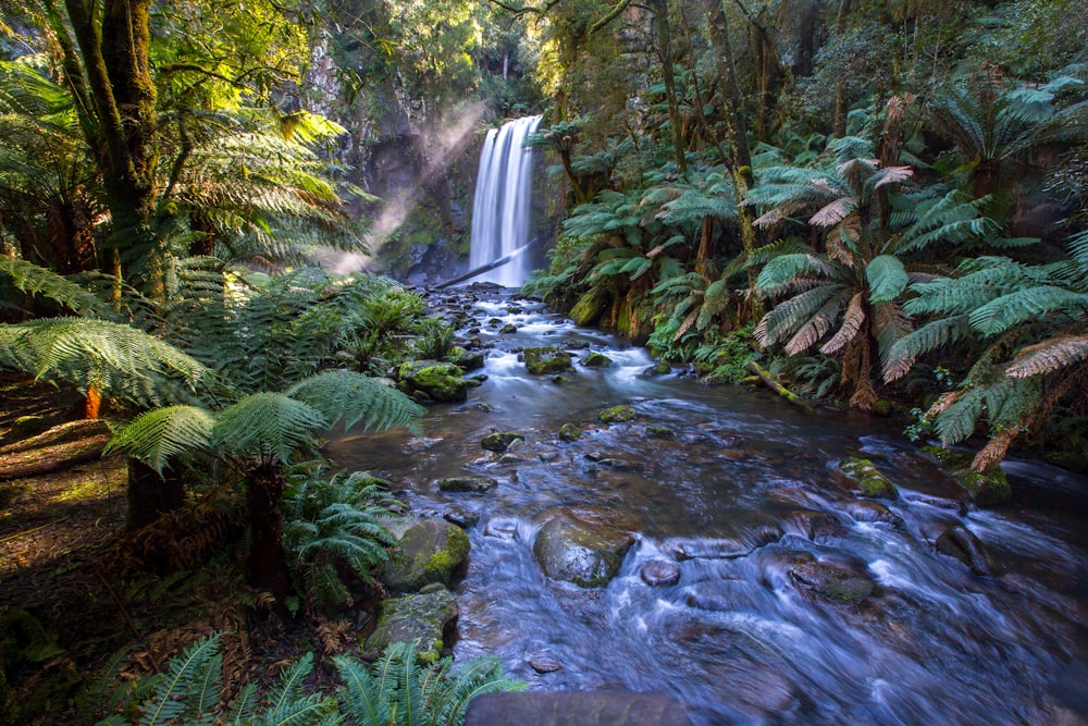 cascadas entre la hierba y los árboles durante el día