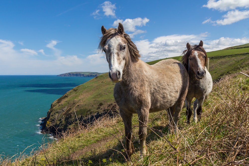 dois cavalos em pé no penhasco da montanha à beira-mar