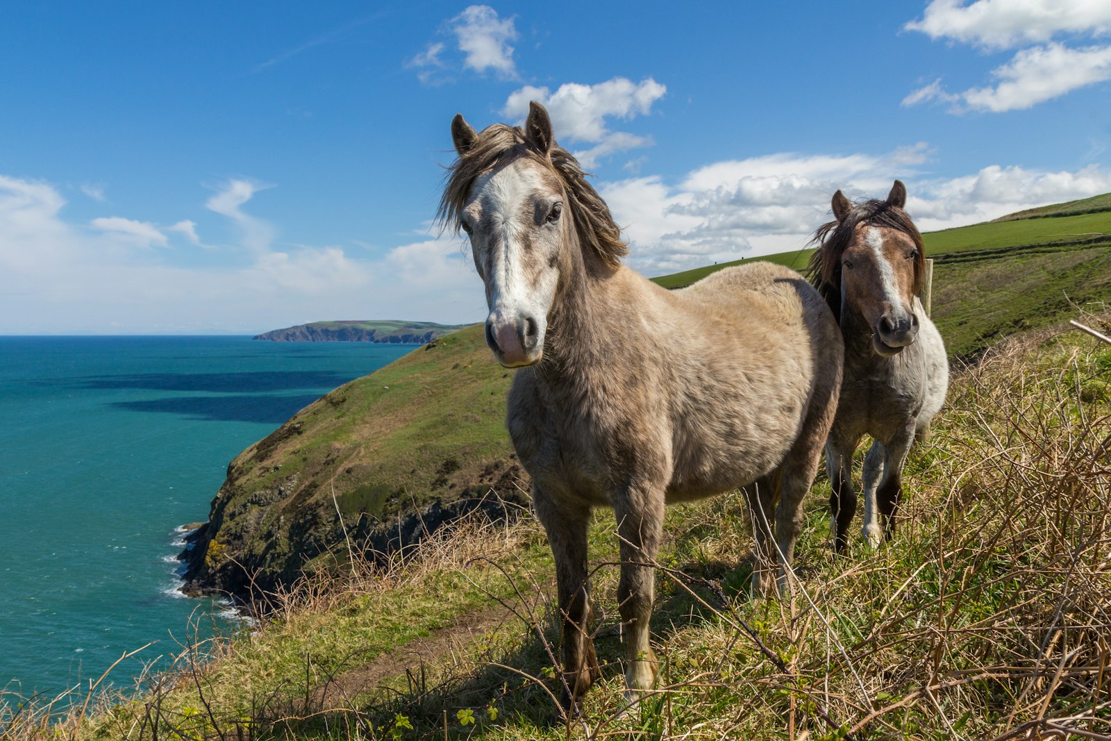 Canon EOS 60D + Canon EF-S 17-55mm F2.8 IS USM sample photo. Two horses standing on photography