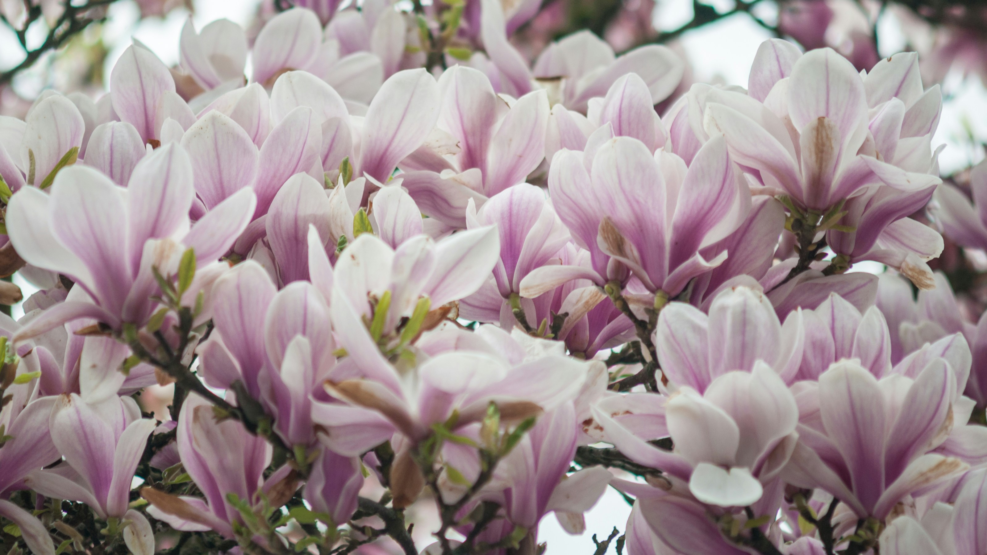 Photo By Sergei Akulich