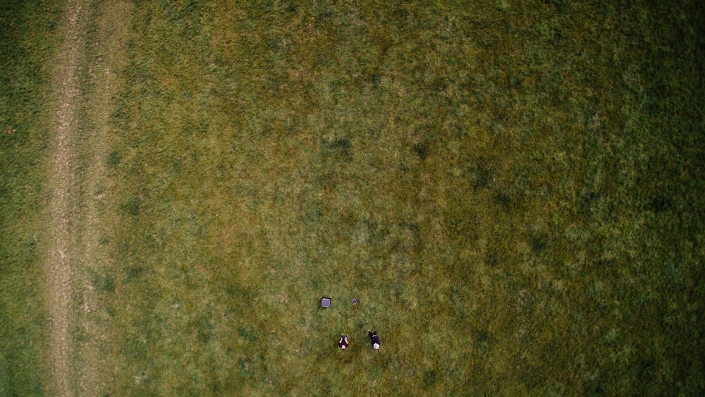 aerial photography of green grass