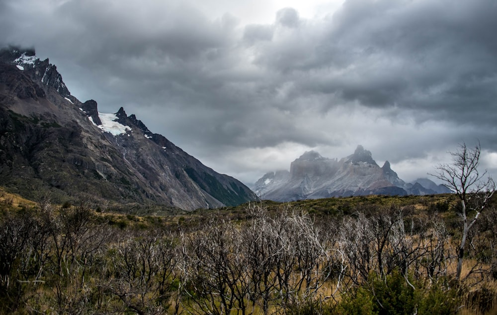 landscape photography of leafless trees near mountain range