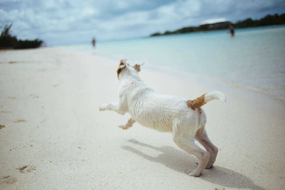 perro blanco y marrón de pelo corto corriendo por la orilla del mar