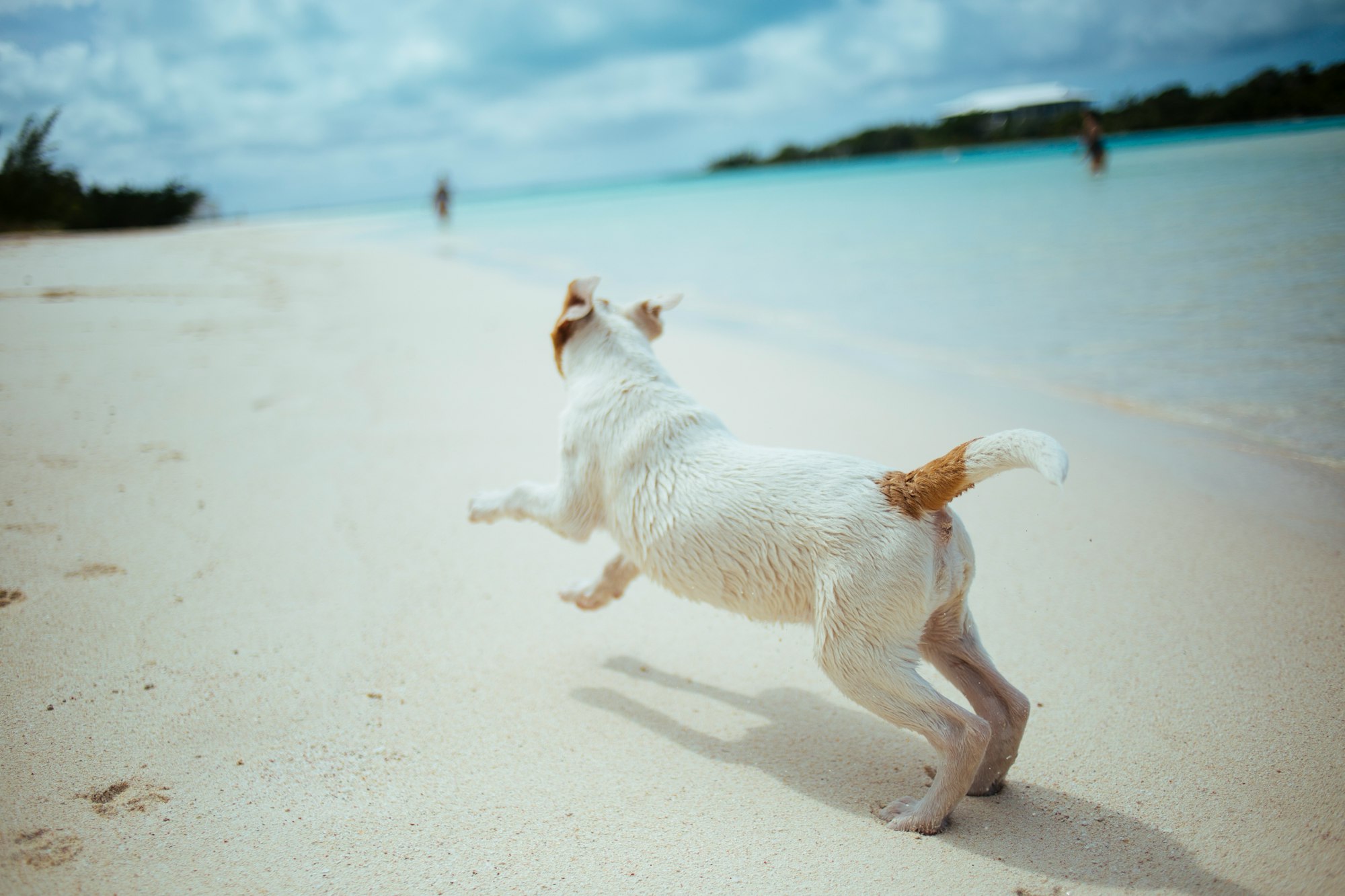 Dog on a beach