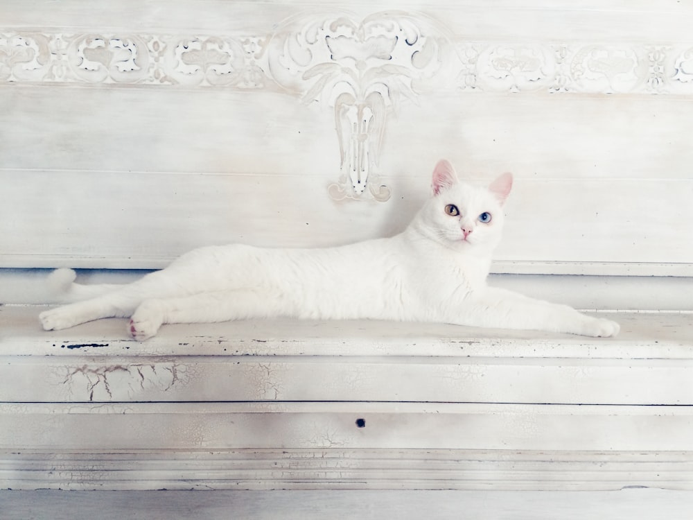 A white cat on a white wooden surface.
