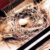 A bird's nest made of twigs and other natural materials, housing a single egg. The nest is intricately woven with various fibers and sits on top of a metallic or concrete surface.
