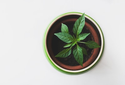 green leafed plant in pot chilly google meet background
