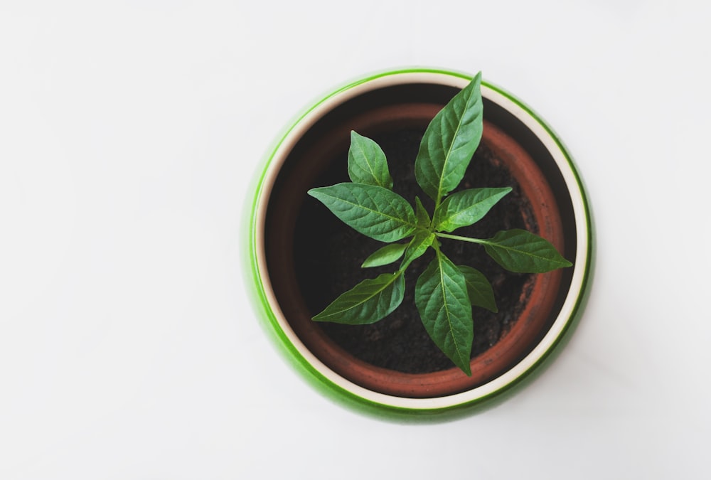 plante à feuilles vertes en pot