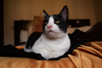 Close-up of a sleek cat resting comfortably on a soft clinic bed.