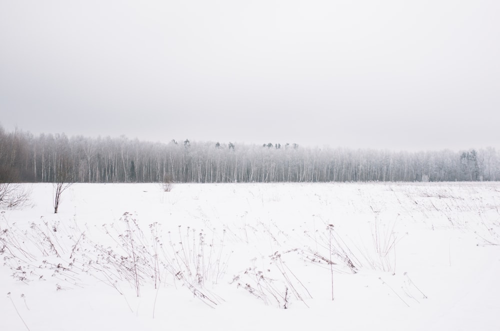 terra de neve com árvores à distância