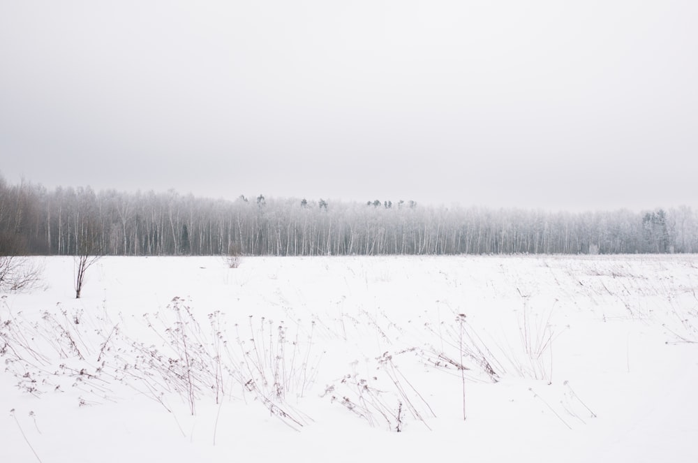 snow land with trees at distance