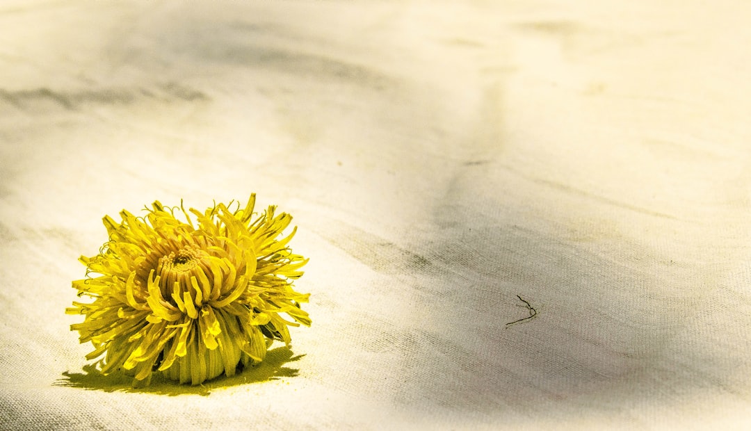 yellow flower on white textile