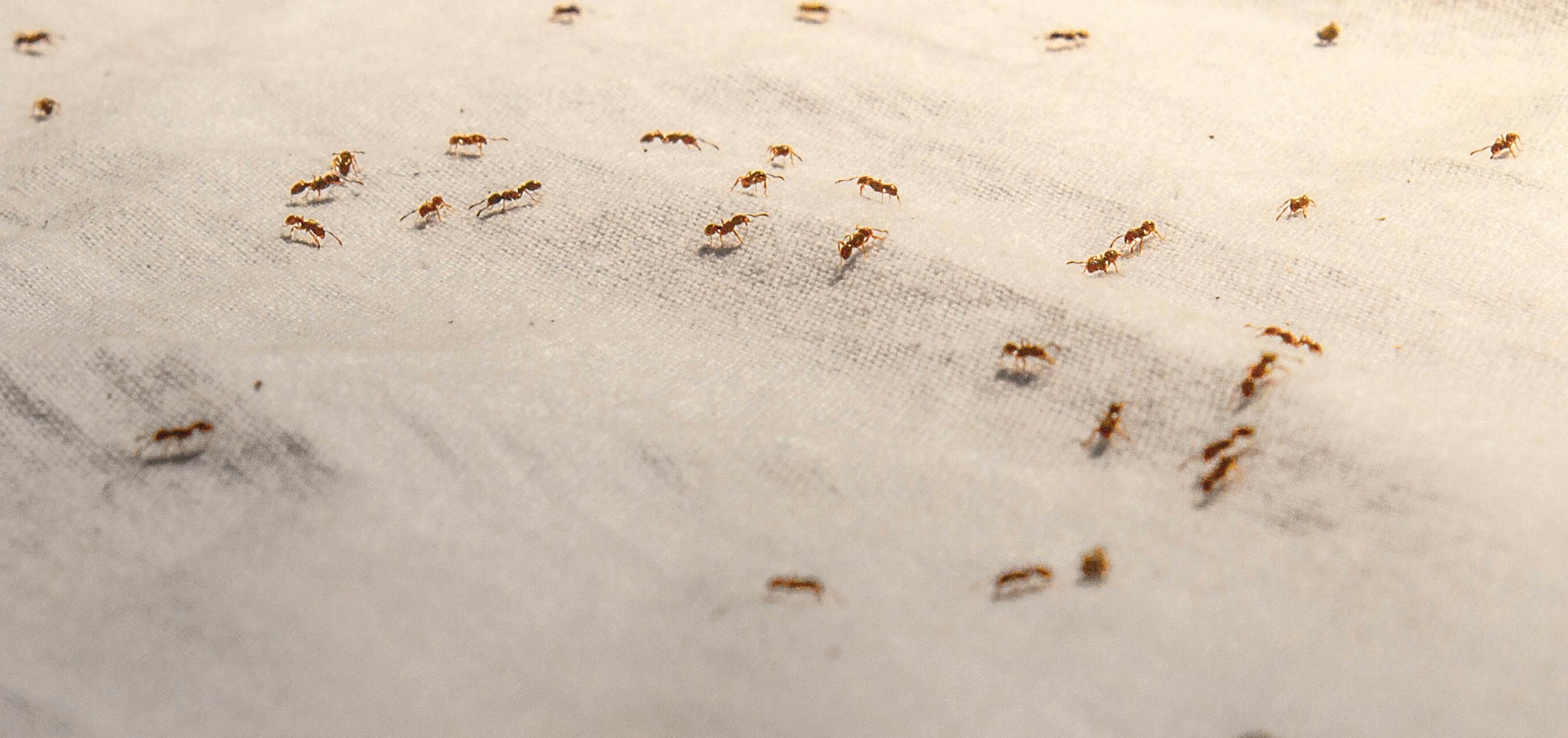 Как избавиться от муравьев на кухне – народные методы