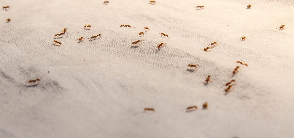formica nera e marrone su sabbia bianca durante il giorno
