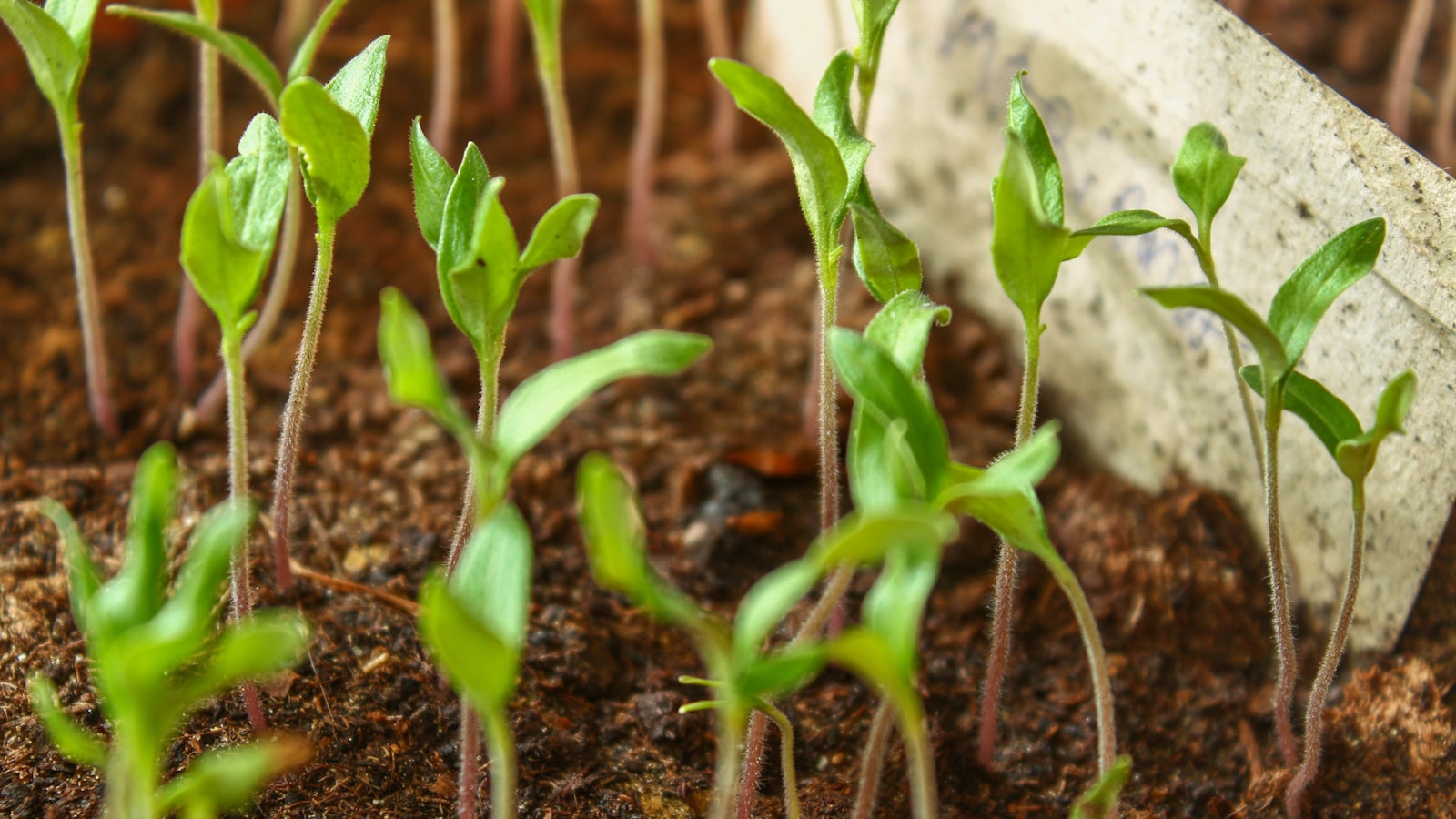 Best Time to Plant Potatoes in Utah