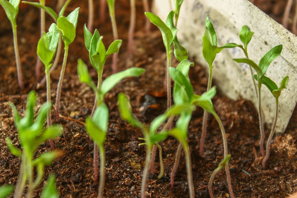 green plant on brown soil