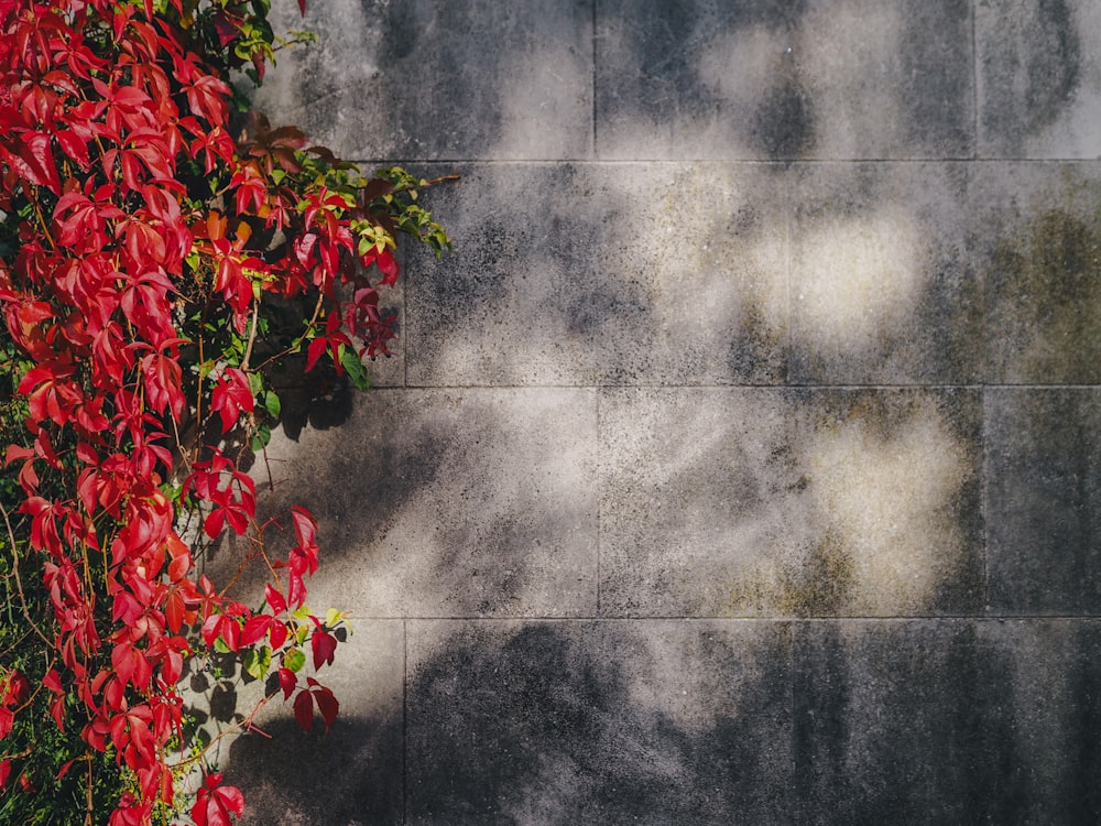 red petaled flowers near gray concrete wall