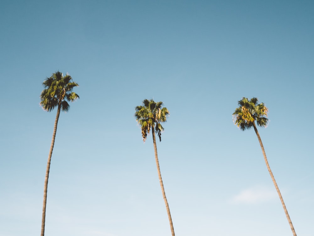 three palm trees