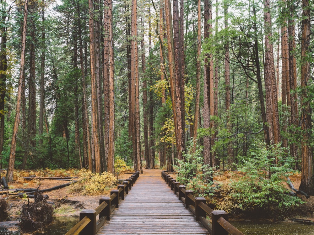 brown wooden ladder towards forest