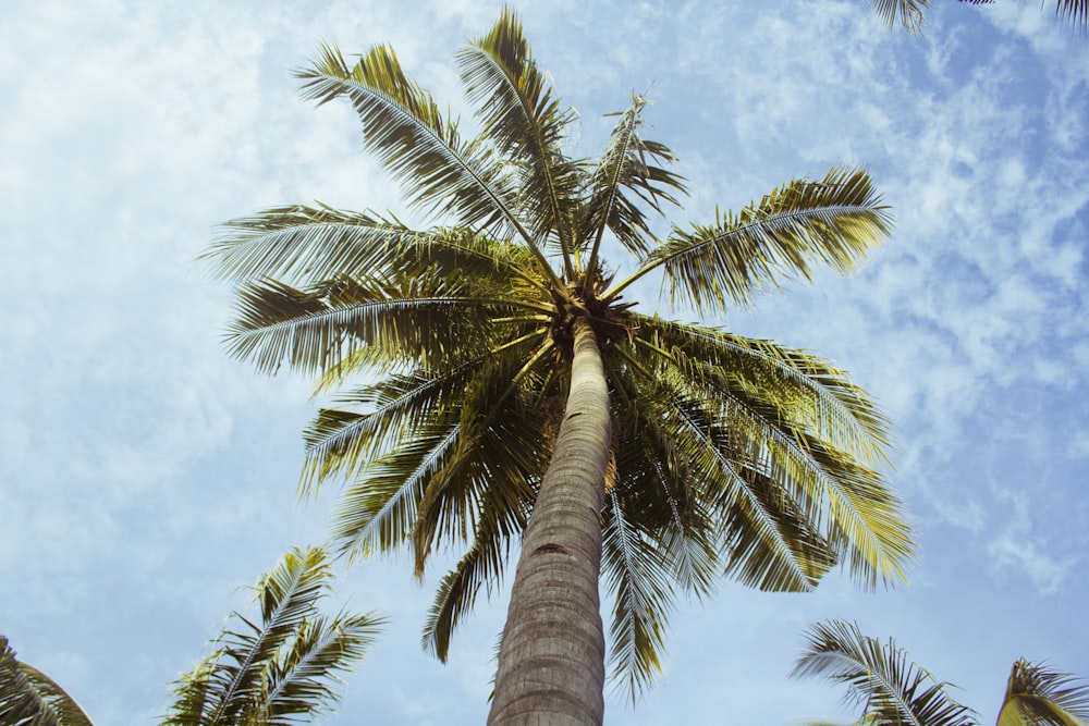 낮은 각도 사진 녹색 코코넛 나무