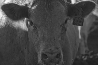 A black-and-white close-up of a cow with ear tag number 605. The cow's face fills the majority of the frame, showing detailed textures of its fur. The lighting creates a dramatic contrast, highlighting certain areas.