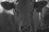 A black-and-white close-up of a cow with ear tag number 605. The cow's face fills the majority of the frame, showing detailed textures of its fur. The lighting creates a dramatic contrast, highlighting certain areas.