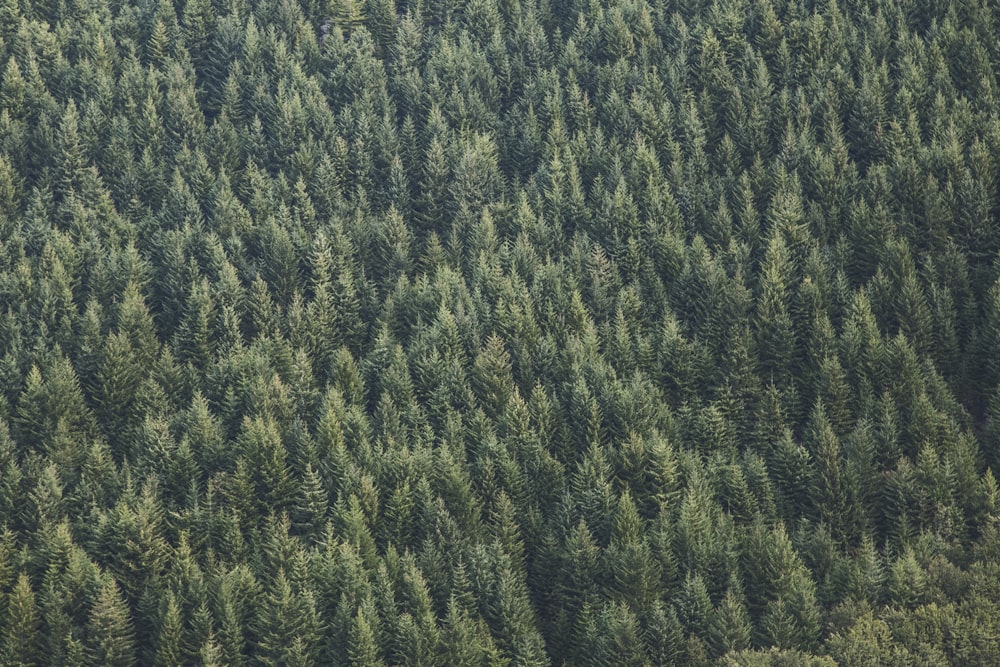 Foto aérea del bosque