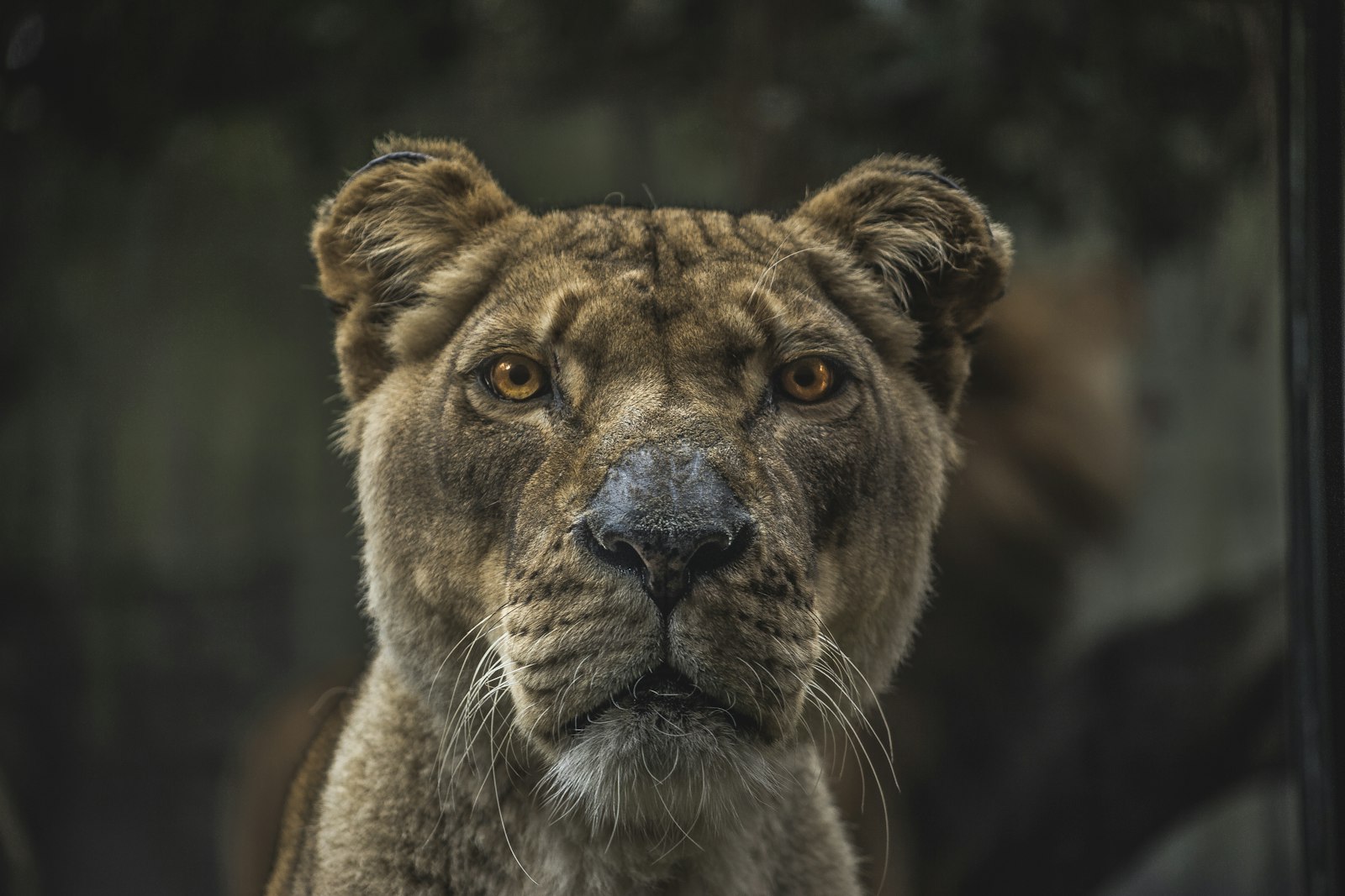Canon EOS 6D + Canon EF 75-300mm f/4-5.6 sample photo. Lioness illustration photography