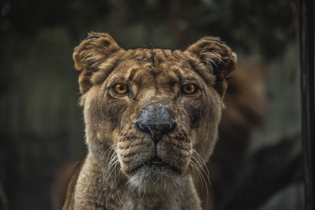 Macro view of lioness