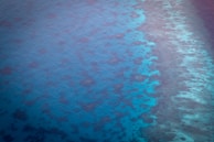 An aerial view of a vibrant coral reef teeming with fish.