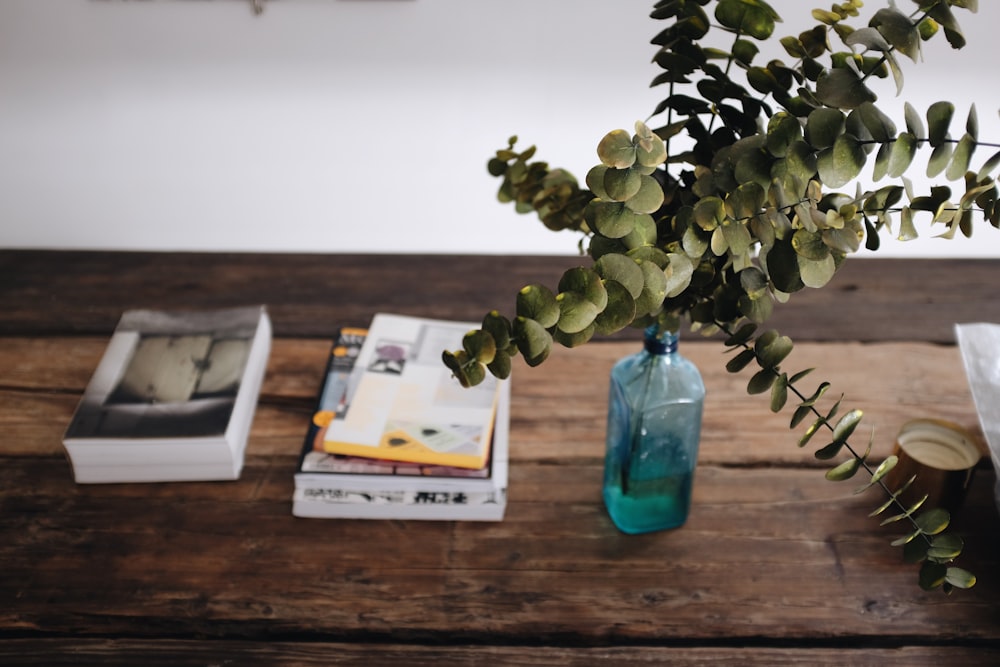 green leafed plant on blue glass bottle