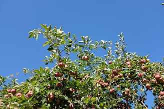 Apple orchard with healthy fruit trees under a bright blue sky.