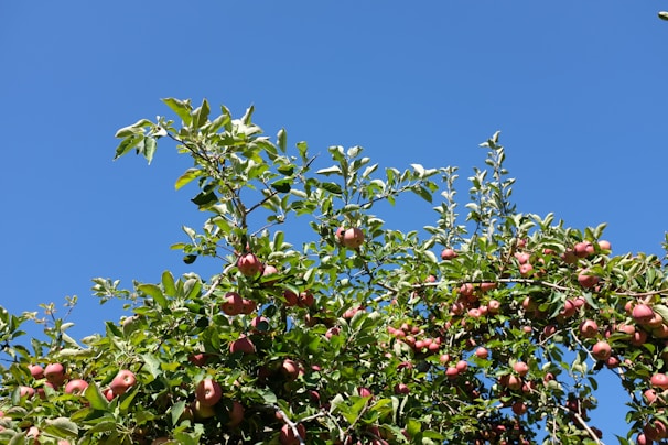A vibrant orchard with fruit trees heavy with ripe apples under a clear blue sky.