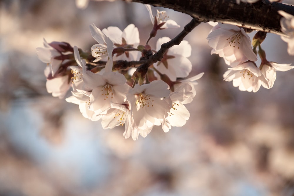 Fotografía de primer plano de flor de cerezo blanco