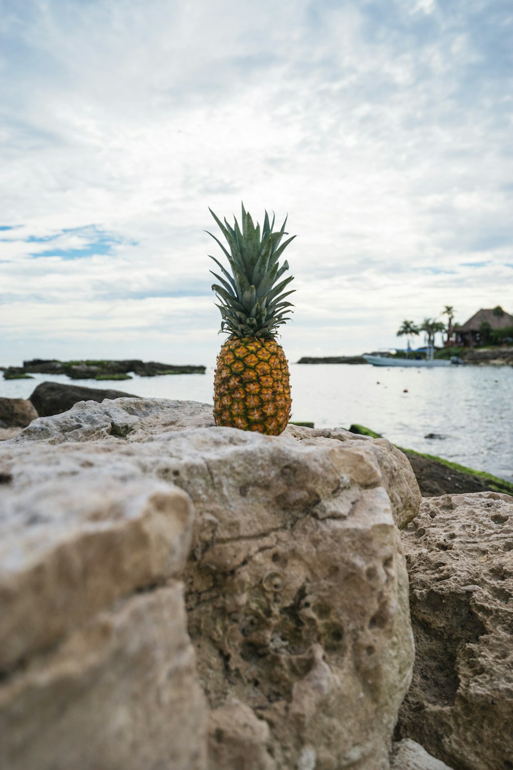 yellow pineapple on gray rock near body of water at daytime