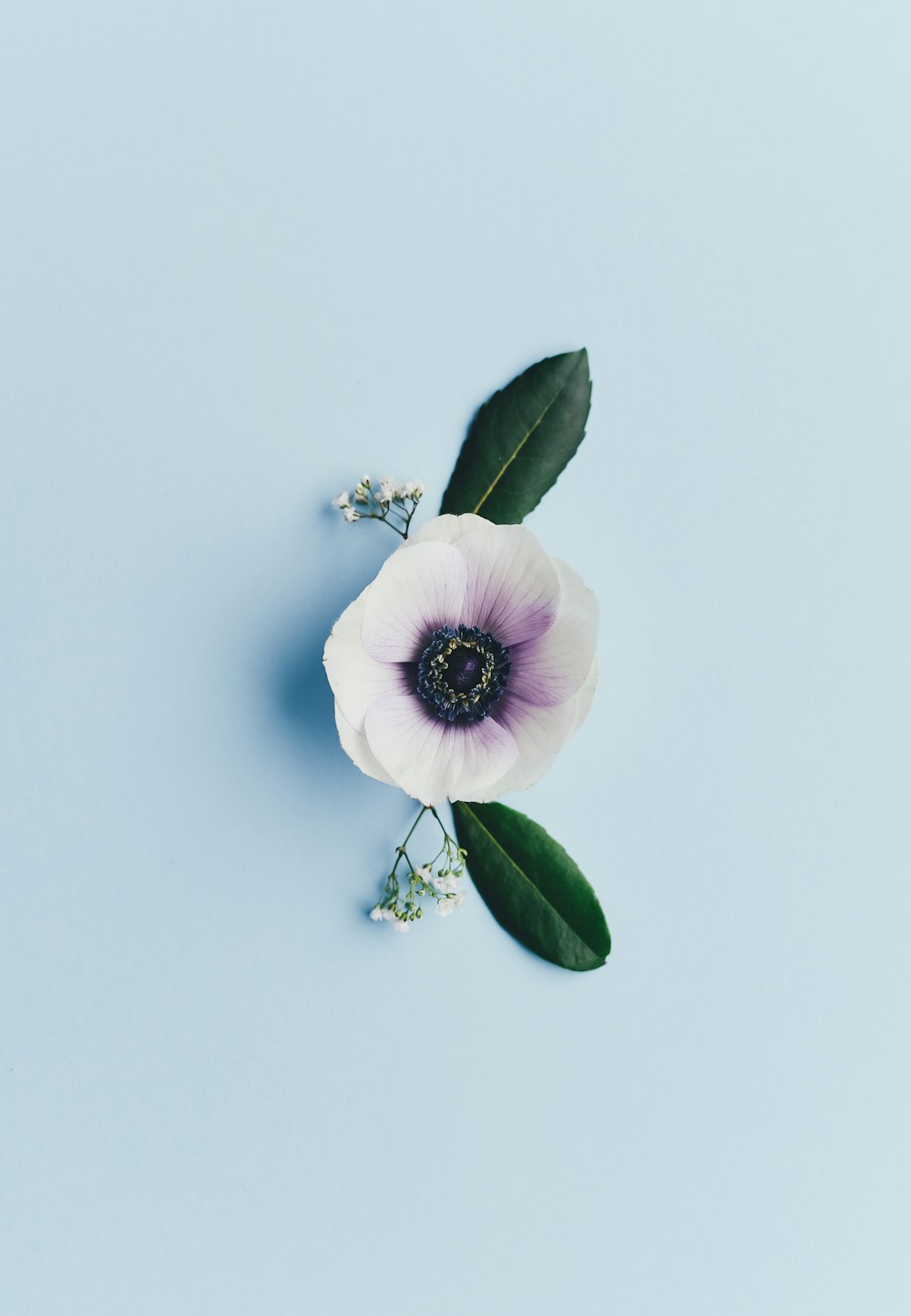 1500+ Jasmine Flower Pictures  Download Free Images on Unsplash