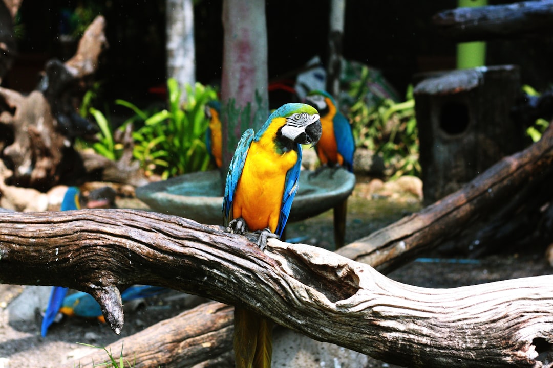 blue and yellow macaw perching on wood