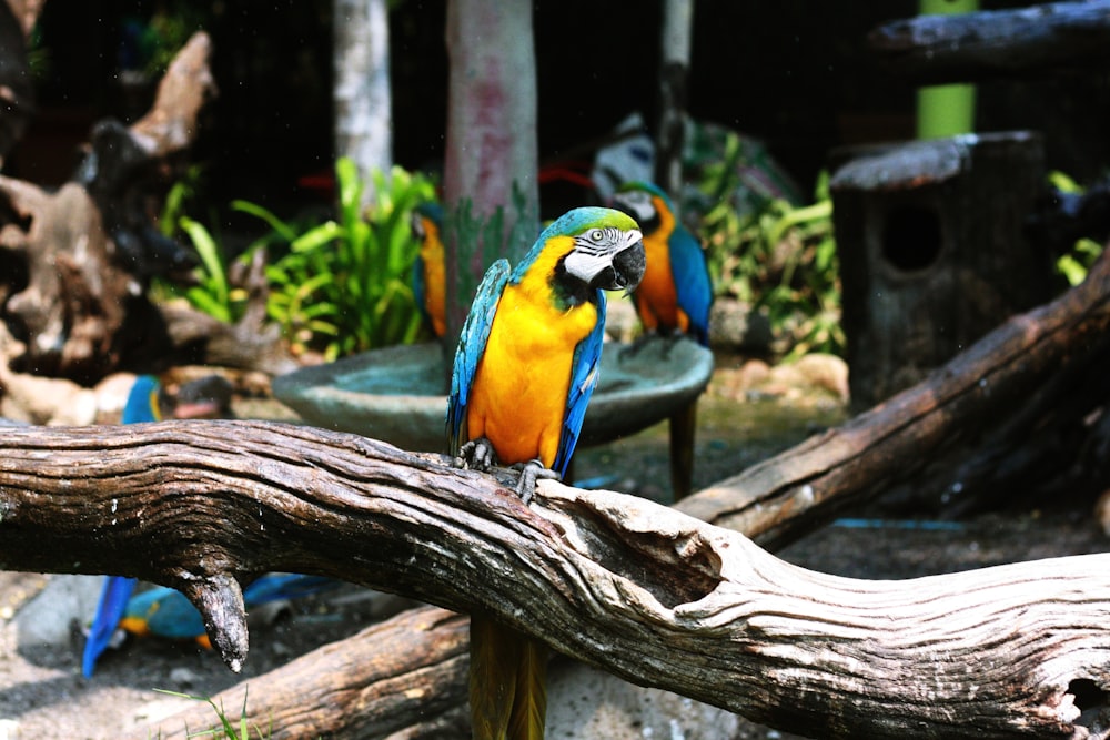 Guacamayo azul y amarillo posado en madera