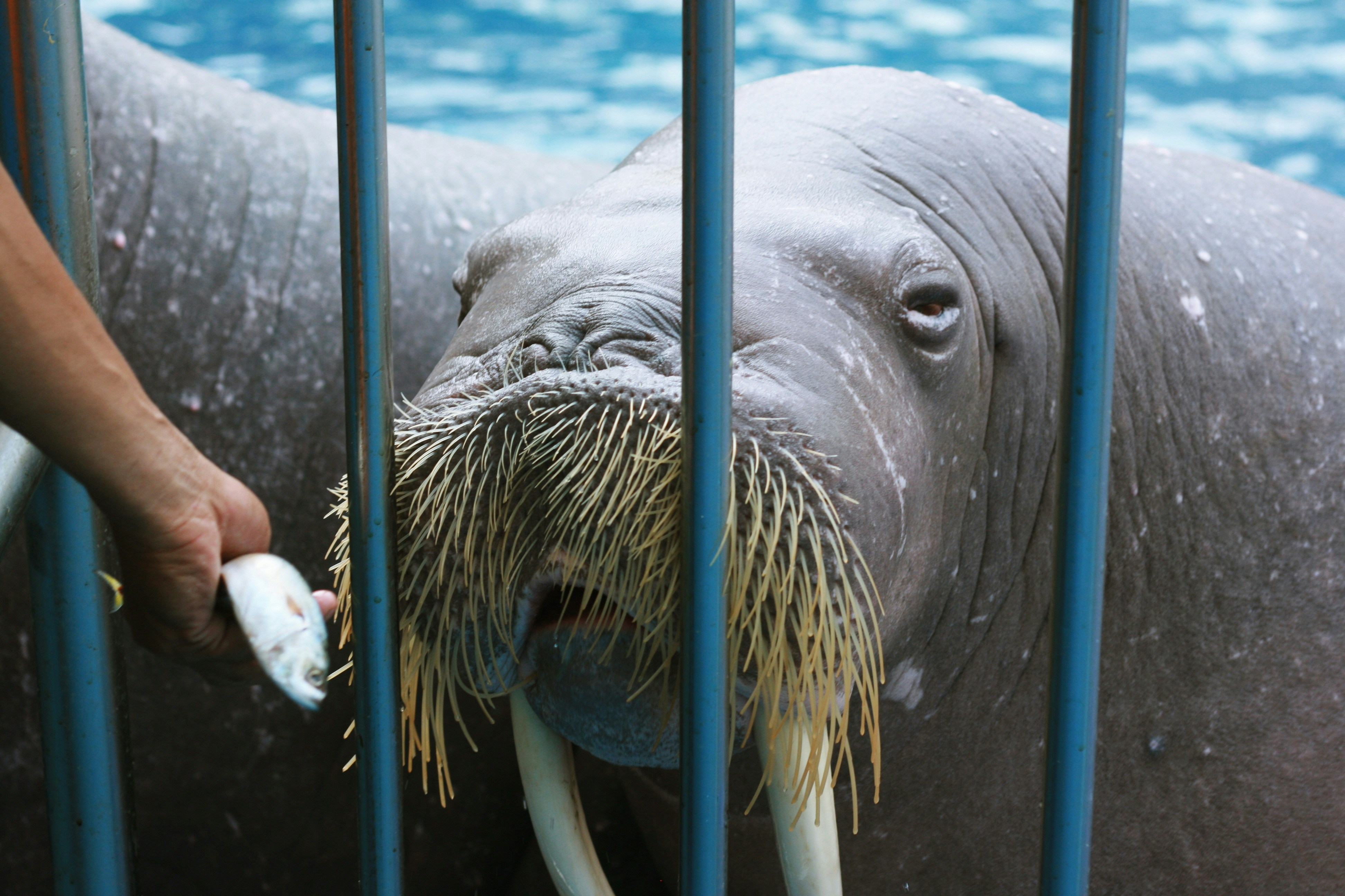 Магнитный пазл 27x18см."Пингвин, зоопарк, морское млекопитающее" на холодильник