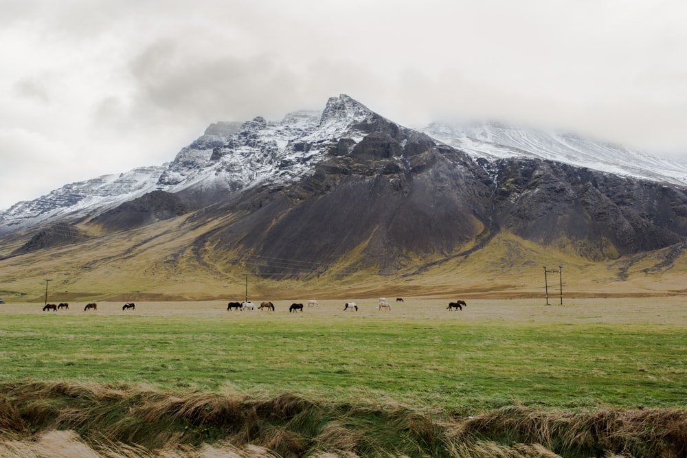 farm animals on grass field near mountain