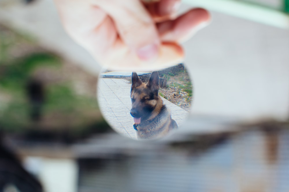 adult black and tan German shepherd