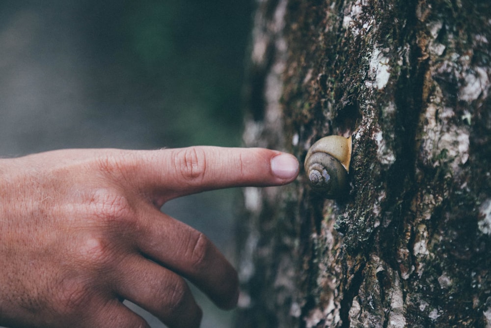 person pointing finger on gray snail closeup photography