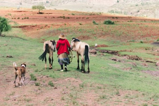 A person wearing a red garment walks alongside two horses across a grassy field, accompanied by a dog. The landscape features a mix of green grass and patches of brown earth, with subtle hills in the background.