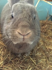 A close-up view of a gray rabbit sitting on a bed of straw. The rabbit has soft fur, large dark eyes, and long whiskers. Its ears are partially visible, and its small nose is prominently featured in the center of the image.