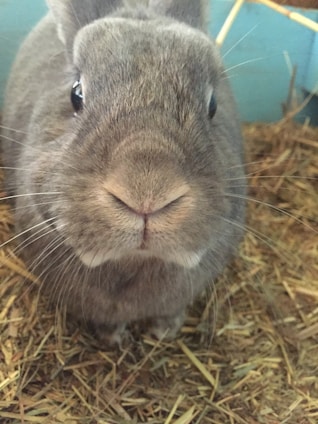A close-up view of a gray rabbit sitting on a bed of straw. The rabbit has soft fur, large dark eyes, and long whiskers. Its ears are partially visible, and its small nose is prominently featured in the center of the image.