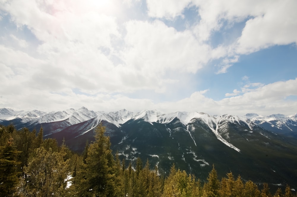 field of trees near mountain range