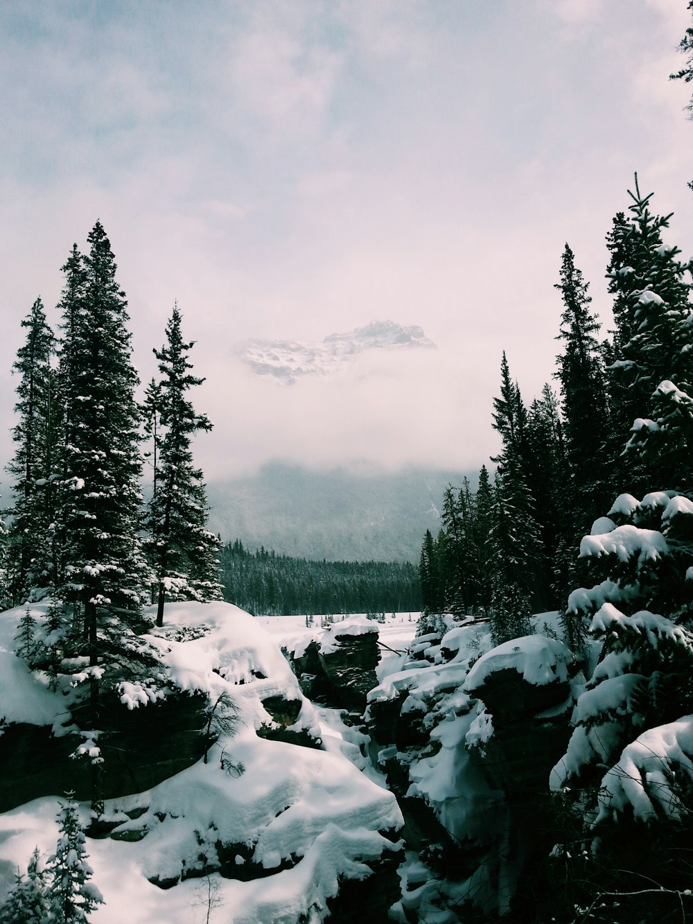 green pine trees and snow field