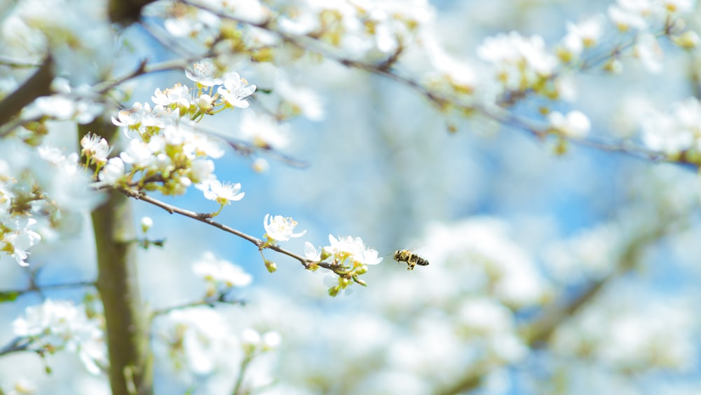 Photographie macro de fleurs blanches