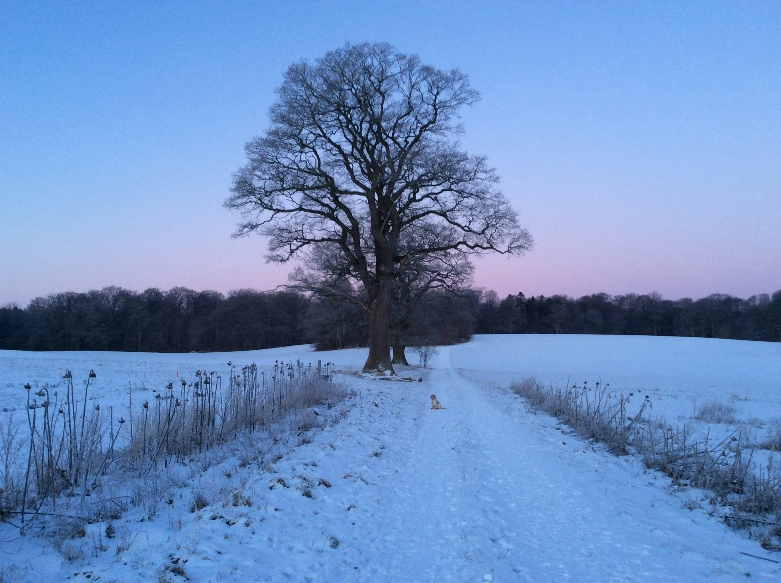 Free Unsplash photo from Pernille Tranberg