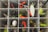 A tackle box is organized with various fishing lures and hooks in separate compartments. The lures include bright red and green soft plastics, along with shiny spoon lures and other fishing accessories. The compartments are neatly divided, with different types of gear in each section.